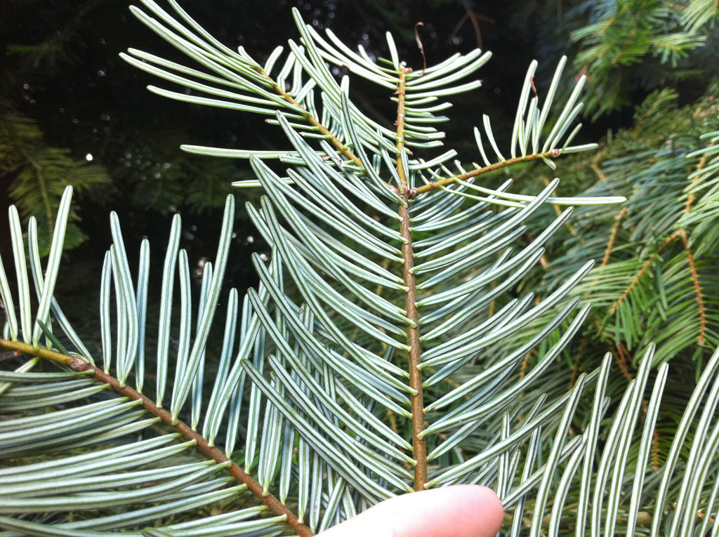Was ist das für eine Tanne? &mdash;> Abies grandis - Baumkunde Forum