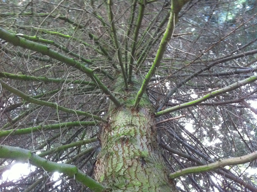 Was ist das für eine Tanne? > Abies grandis Baumkunde Forum